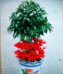 家庭养花用生根粉