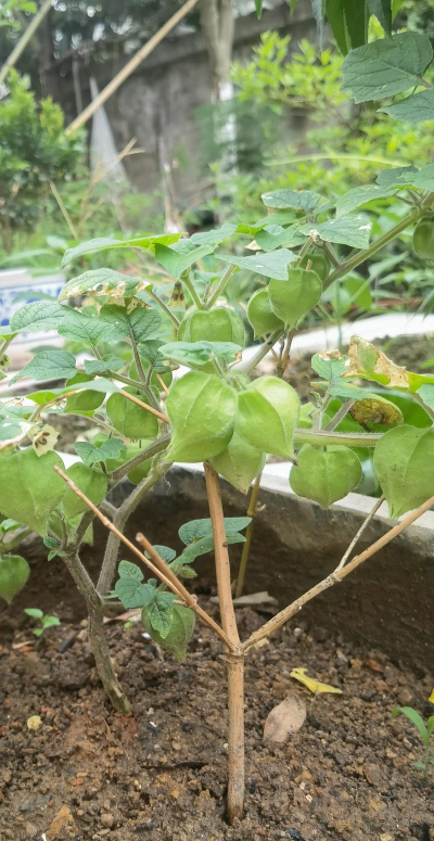 灯笼的那个果叫什么树