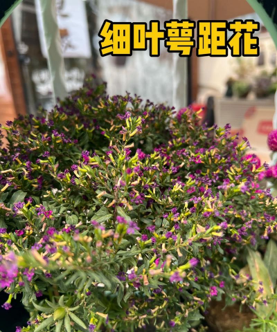 花叫什么名字 细叶