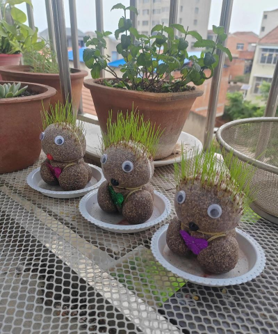 家庭养花用生根粉