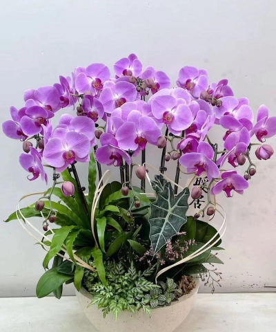 蝴蝶兰与什么花卉共生