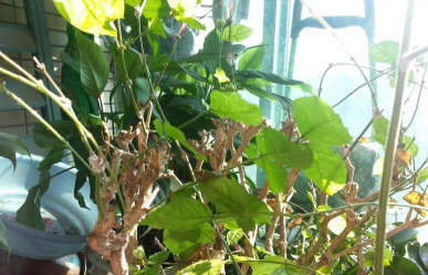 家庭养花用生根粉