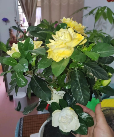 家庭养花用生根粉