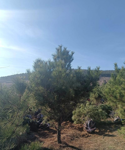 种植油松的前景如何