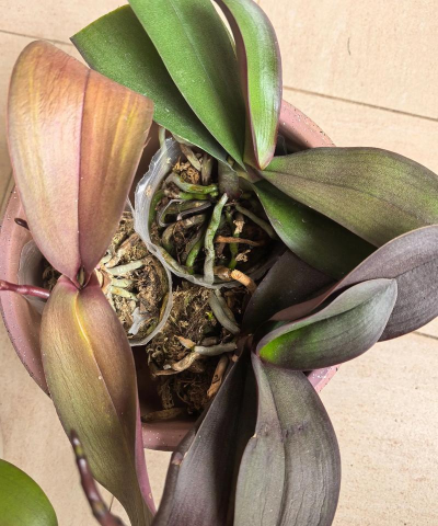 红宝石花为什么枯萎