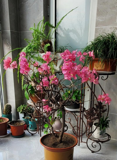 家庭养花用生根粉