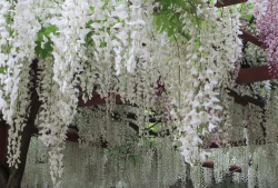 多花紫藤“安了寺”