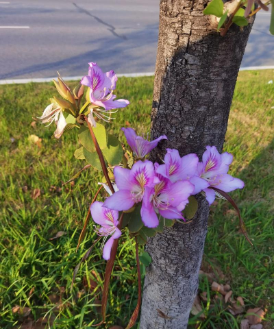洋紫荆是什么地方花