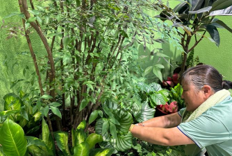 家庭养花用生根粉