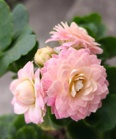 蟠桃的花是什么样子