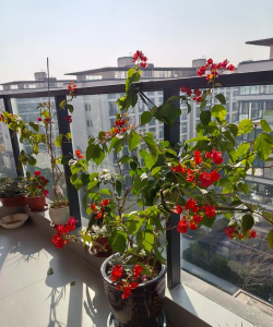 家庭养花用生根粉