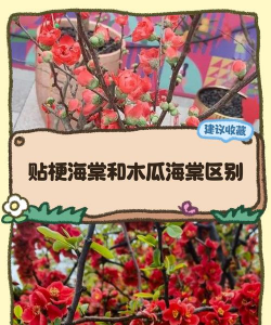 跟海棠很像的植物叫什么