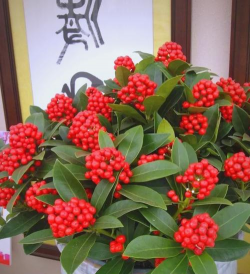 家庭养花用生根粉