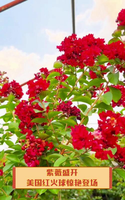 美国红火球紫薇