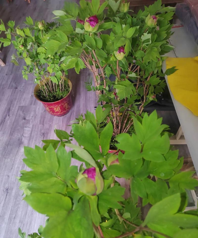 家庭养花用生根粉