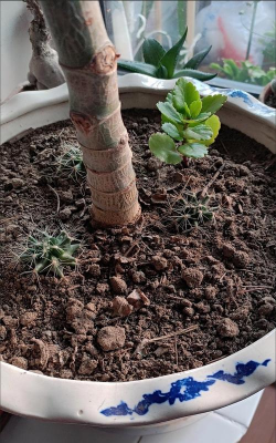 家庭养花用生根粉