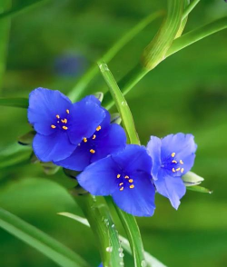 紫露草还可以叫什么