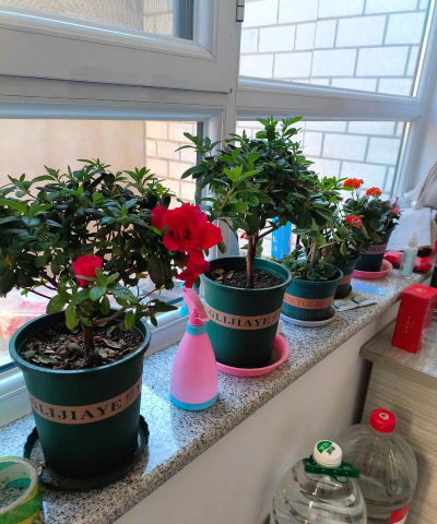 家庭养花用生根粉