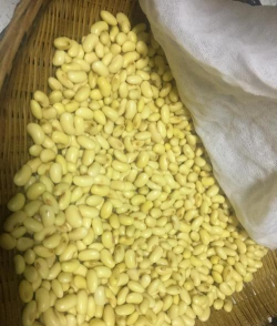 为什么豆芽便宜黄豆贵