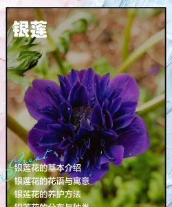 银莲花什么作用