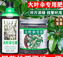 大叶伞施什么肥好