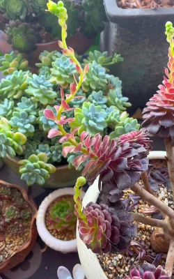 家庭养花用生根粉