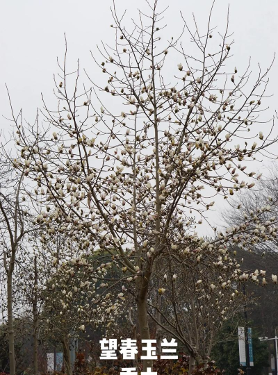 望春玉兰的花语是什么