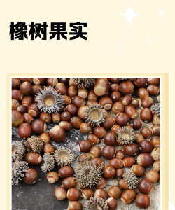 橡树籽是什么样的