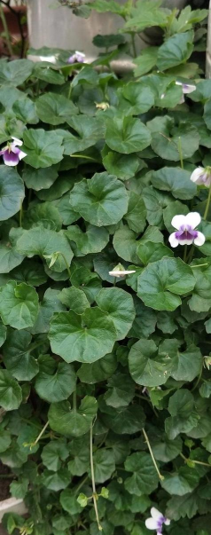 积雪草的花有什么颜色