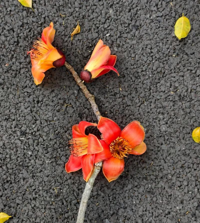 木棉花什么时候掉木棉