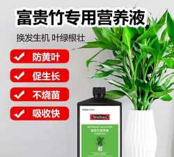 家庭养花用生根粉