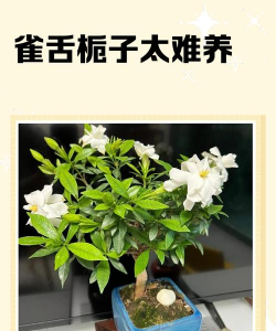 雀舌栀子怎么养