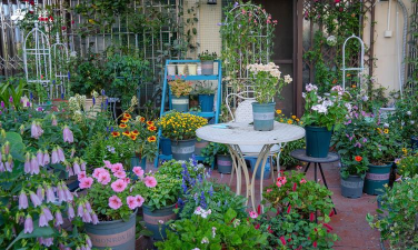 家庭养花用生根粉