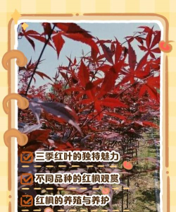 日本红枫三季红