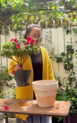 家庭养花用生根粉