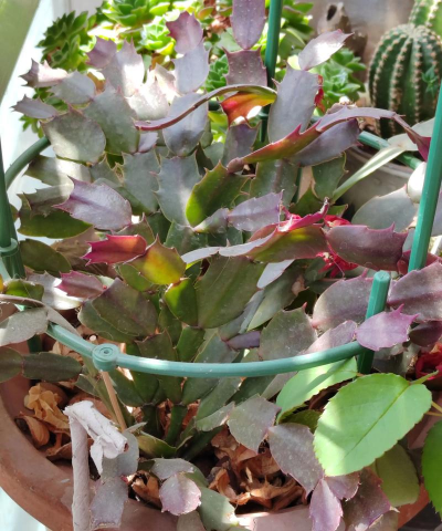 家庭养花用生根粉