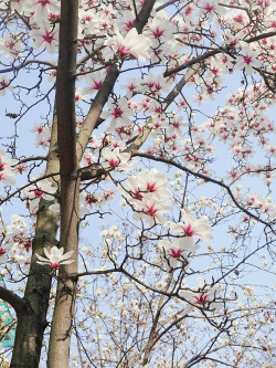 杭州是什么市花