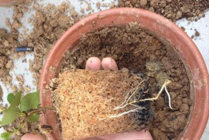 家庭养花用生根粉