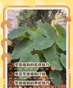 红芽芋金边叶什么原因