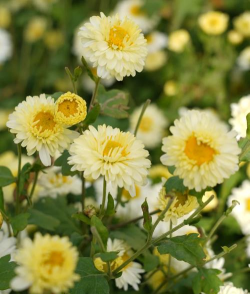 为什么杭白菊开的花发黄