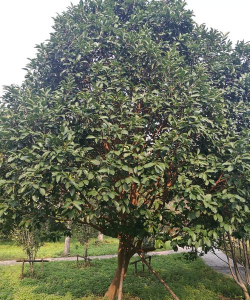 浙江省什么花种植效益好