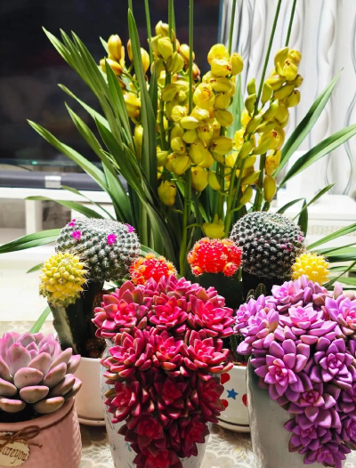 家庭养花用生根粉