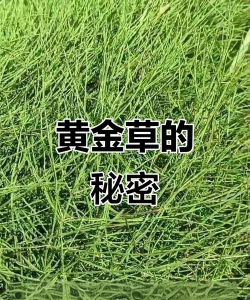 台湾的黄金草是什么样
