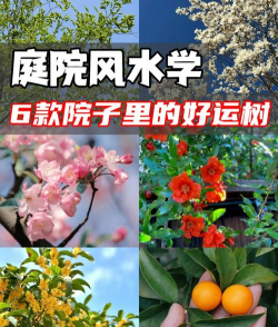 房子大门旁可栽什么树好