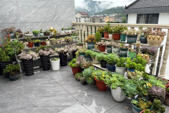 家庭养花用生根粉