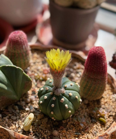 家庭养花用生根粉