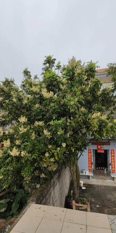 黄皮树什么时候一盆