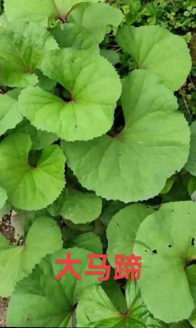 马蹄莲叶片大是什么品种