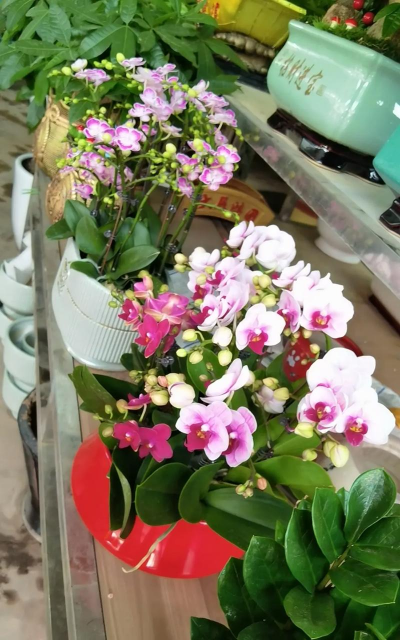 家庭养花用生根粉