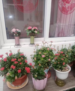 家庭养花用生根粉